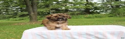 Mixed Breed dogs for sale: Briar - Ad 6