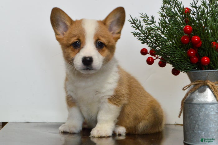 Welsh Corgi Pembroke dogs Hazel - Ad 38