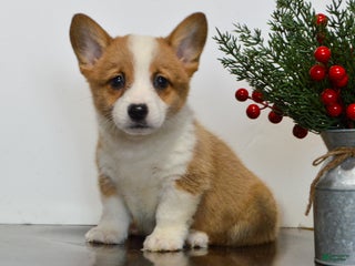 Welsh Corgi Pembroke dogs Hazel - Ad 38