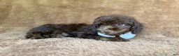 Cavapoo dogs for sale: Chase - Ad 7