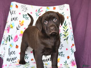 Labrador Retriever dogs Pansy - Ad 18