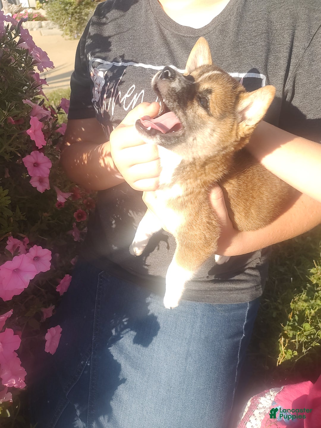 Shiba Inu dogs for sale: Shiba Inu Puppy 1 - Ad 3