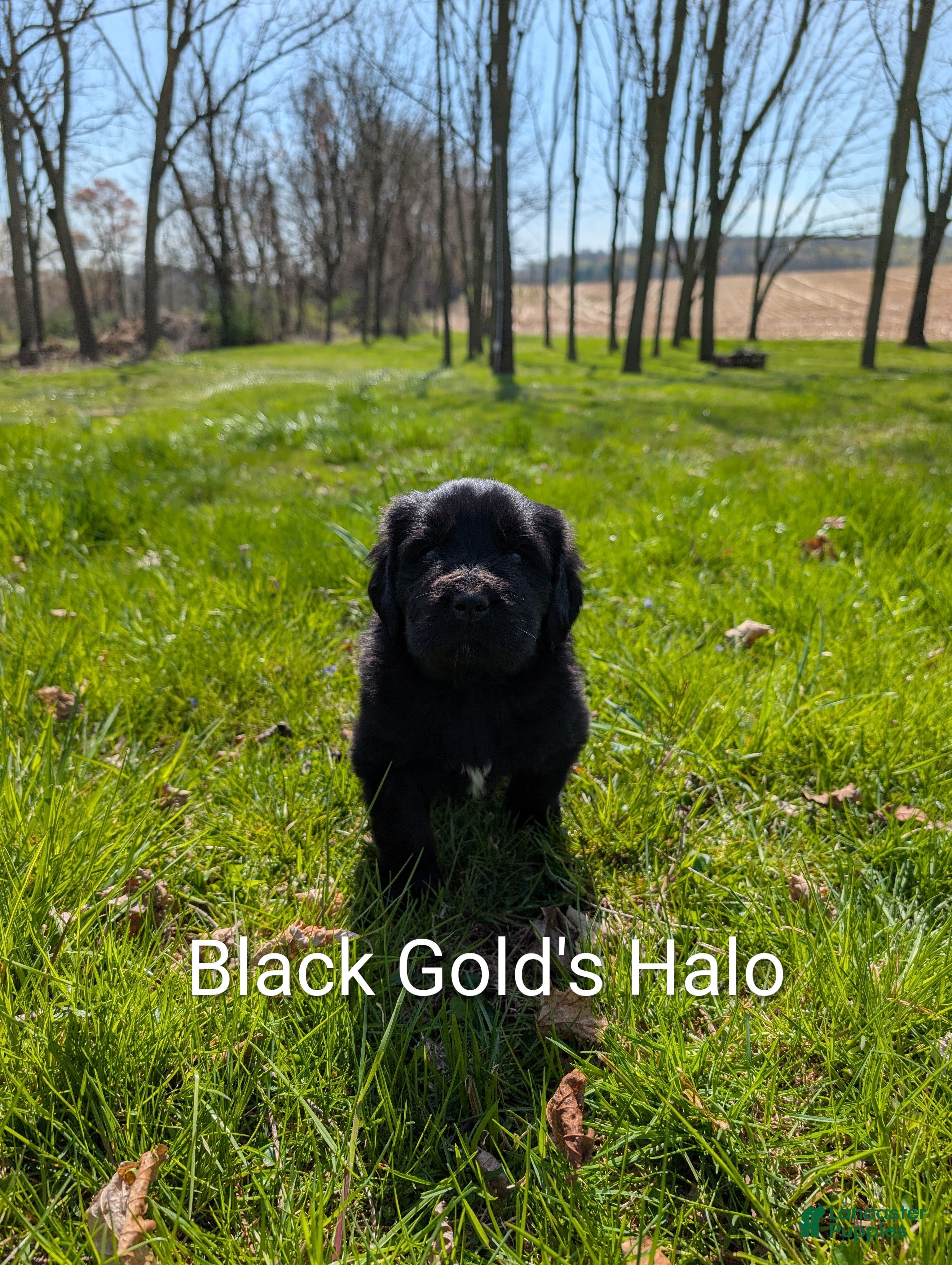 Newfoundland dogs Halo - Ad 1