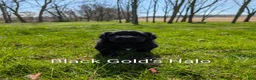 Newfoundland dogs for sale: Halo - Ad 7