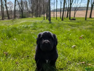 Newfoundland dogs Halo - Ad 1