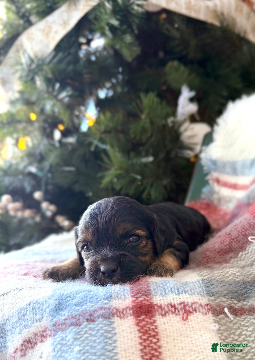 Cavapoo dogs for sale: Eve - Ad 3