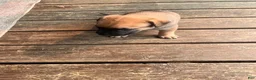 Mixed Breed dogs for sale: Mixed Breed 7 - Ad 4