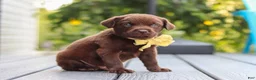 Labrador Retriever dogs for sale: Indigo - Ad 3
