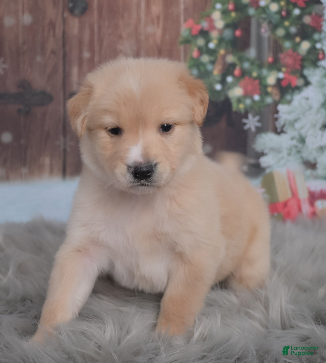 Mixed Breed dogs for sale: Potato  - Ad 3