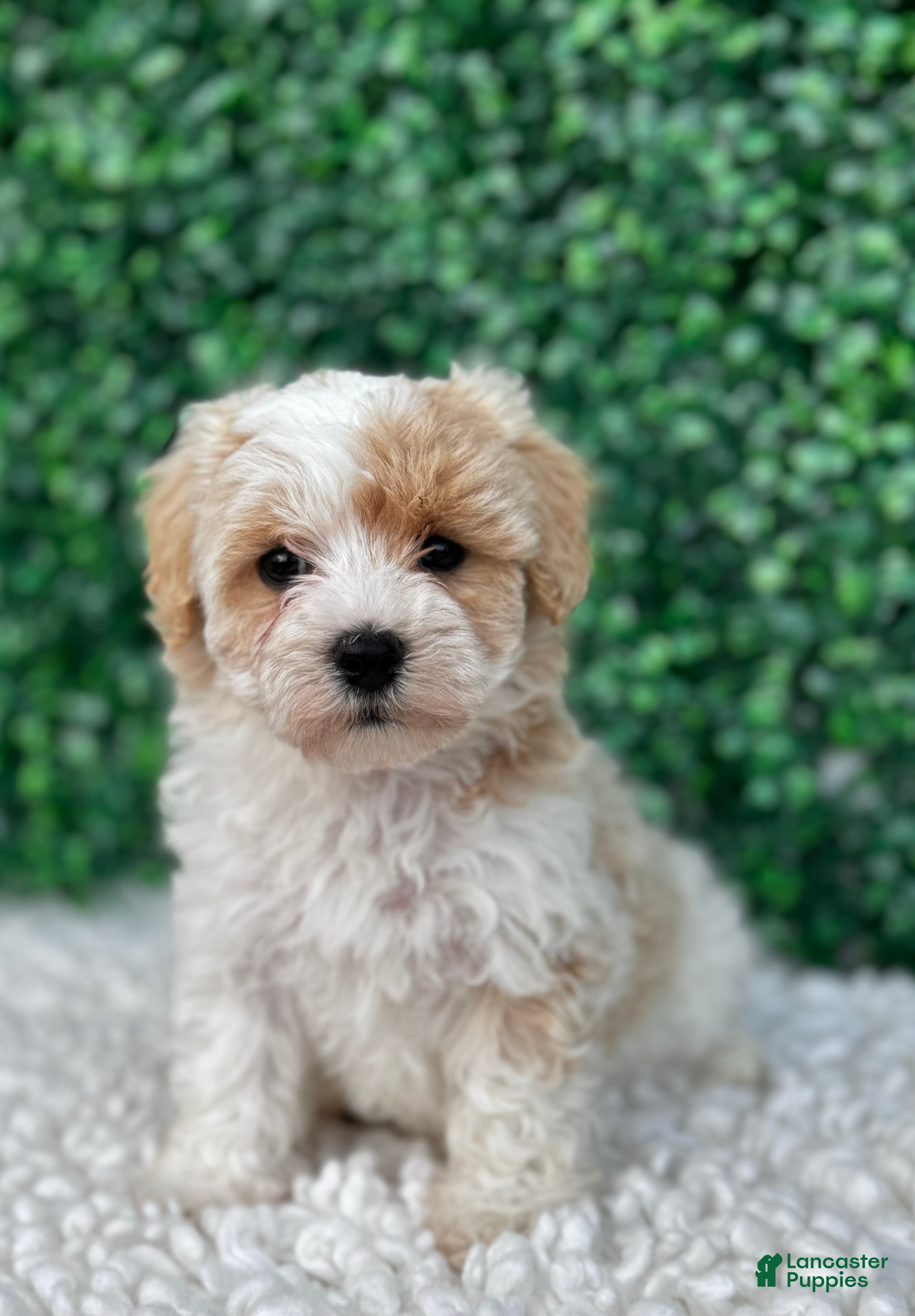 Maltipoo dogs Teddy  - Ad 1