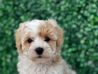 Maltipoo dogs for sale: Teddy - Ad 1
