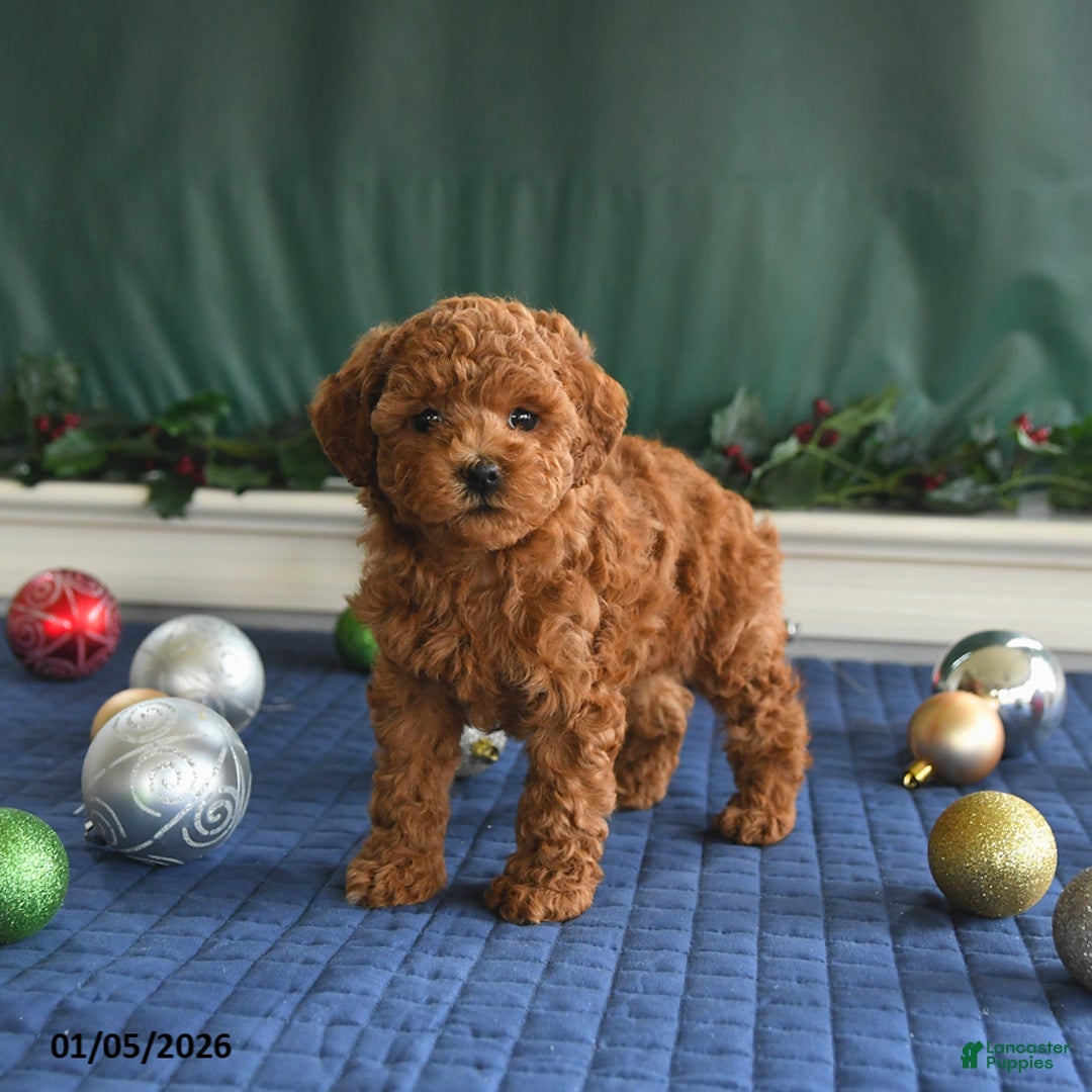 Toy Poodle dogs for sale: Pal   - Ad 2