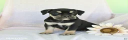 Olde English Bulldogge dogs for sale: Gunner - Ad 3