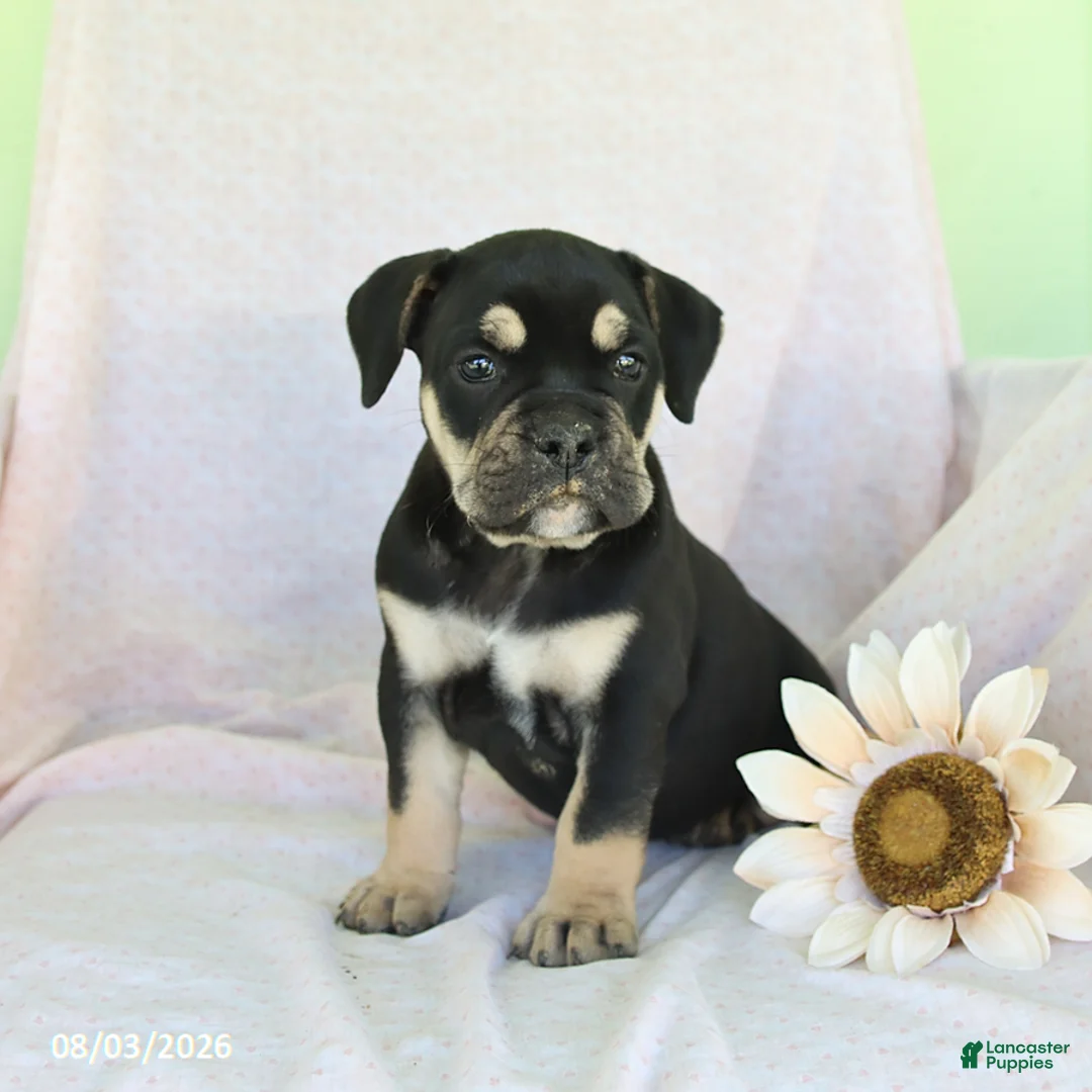 Olde English Bulldogge dogs for sale: Gunner - Ad 3