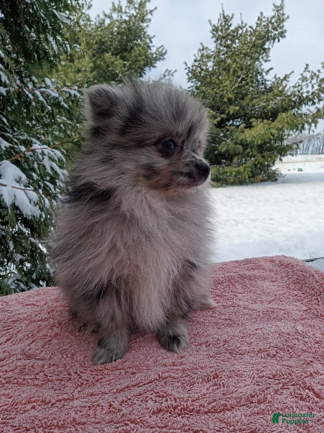 Pomeranian dogs for sale: Sprinkles - Ad 4