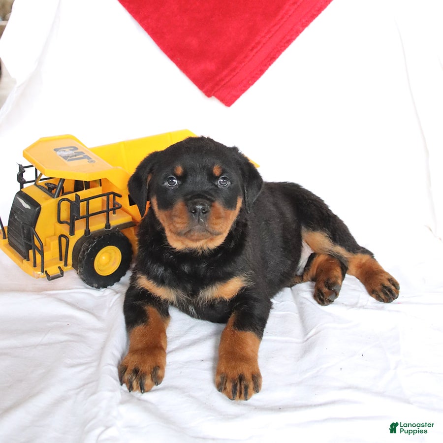 Rottweiler dogs Apollo - Ad 1