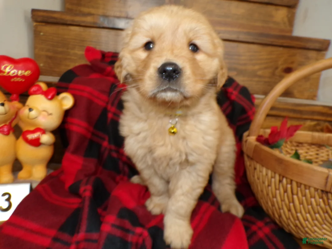 Golden Retriever dogs for sale: Golden Retriever Puppy 3 Duffy - Ad 2