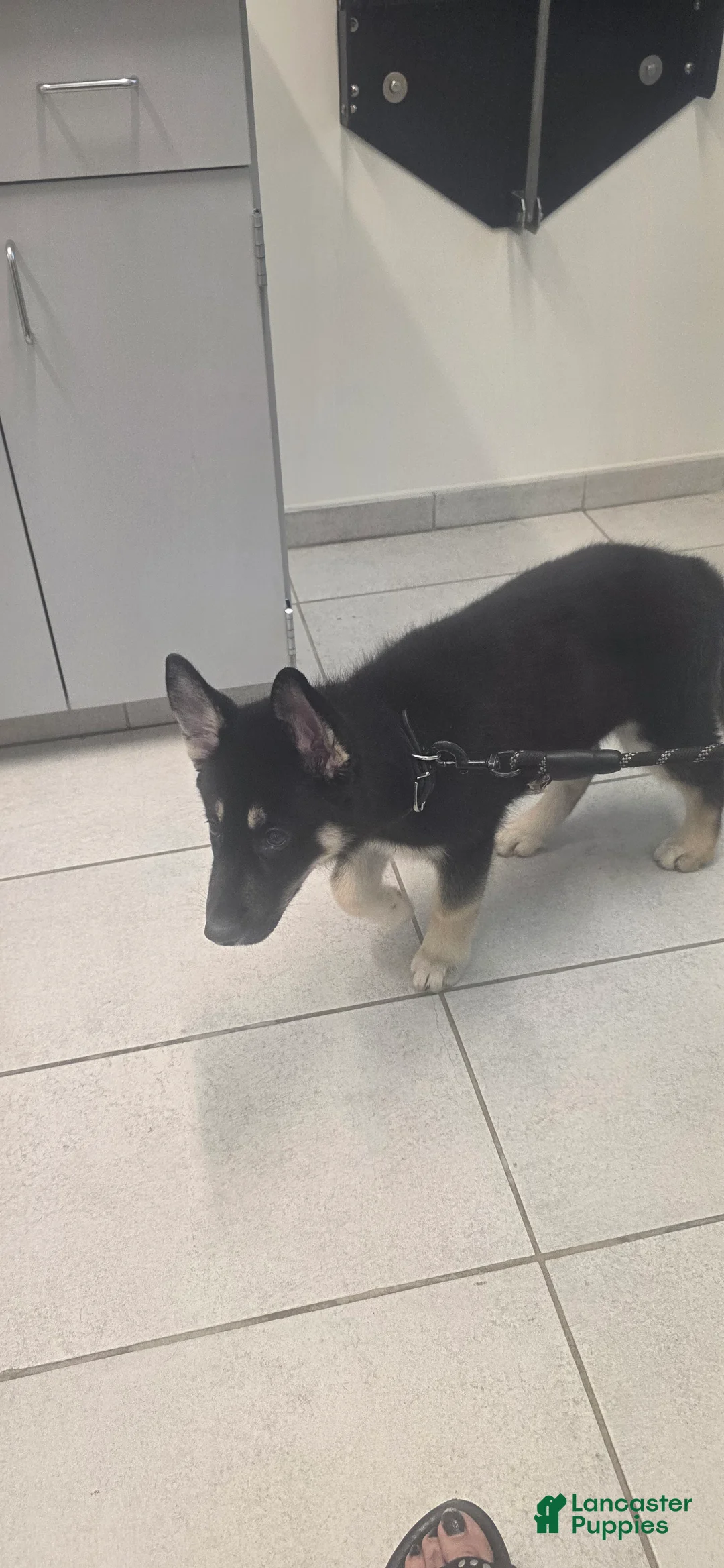 Gerberian Shepsky dogs for sale: Nefertari  - Ad 1