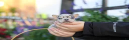 French Bulldog dogs for sale: Ember - Ad 4