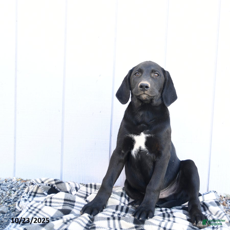 Labrador Retriever Puppies for sale Lancaster Puppies