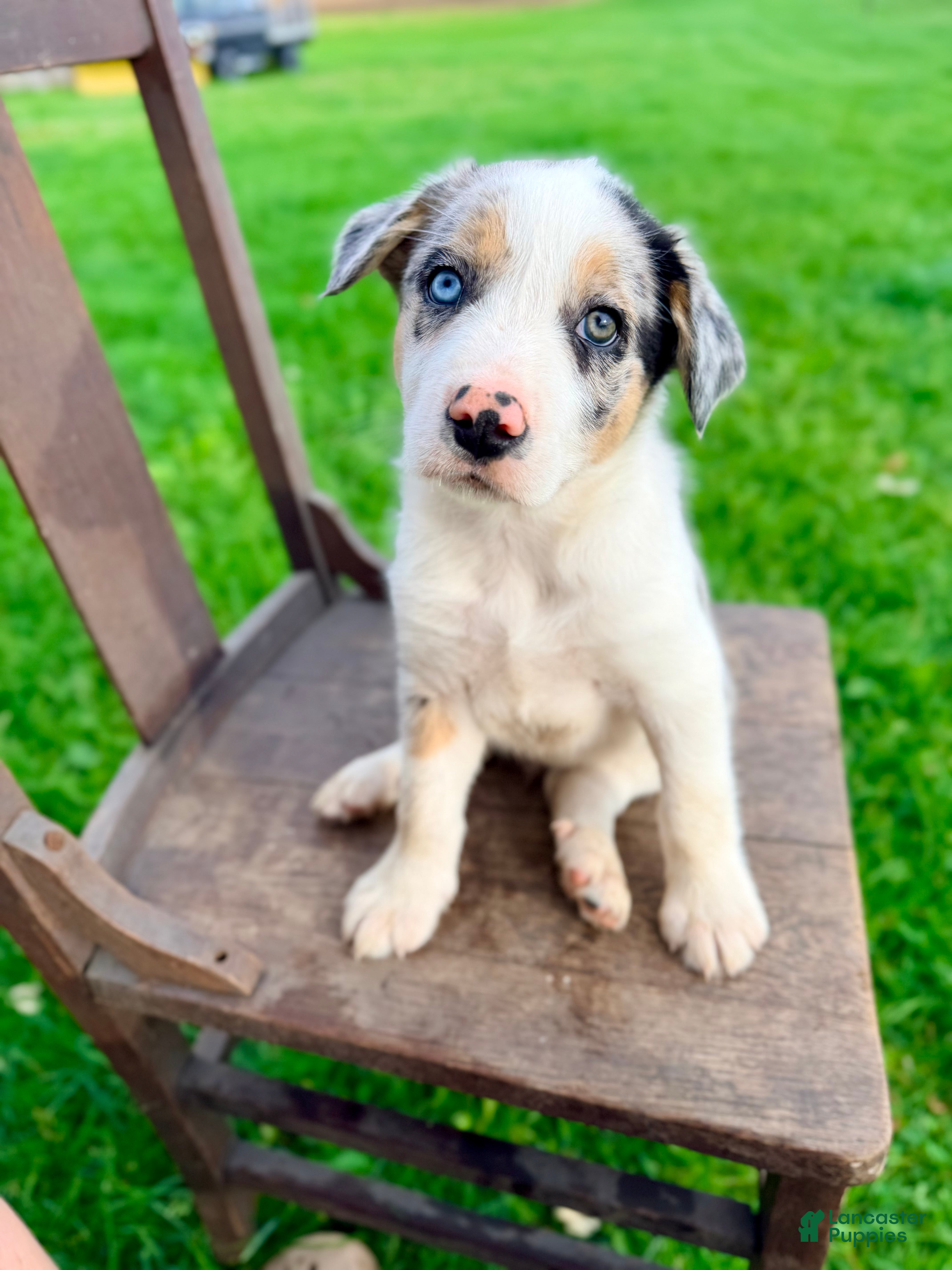 Border Collie dogs Oliver - Ad 1