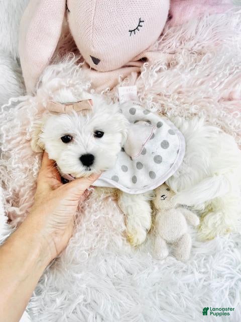 Maltese dogs Maltese Puppy 3 - Ad 28