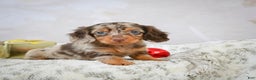 Miniature Dachshund dogs for sale: Parker - Ad 3