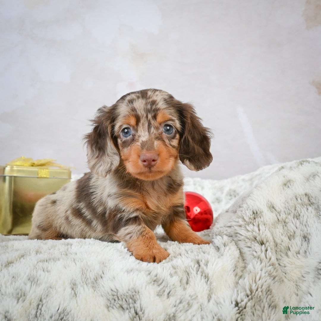 Miniature Dachshund dogs for sale: Parker - Ad 3