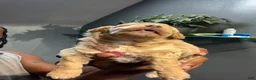 Bichpoo dogs for sale: Beyoncé  - Ad 4