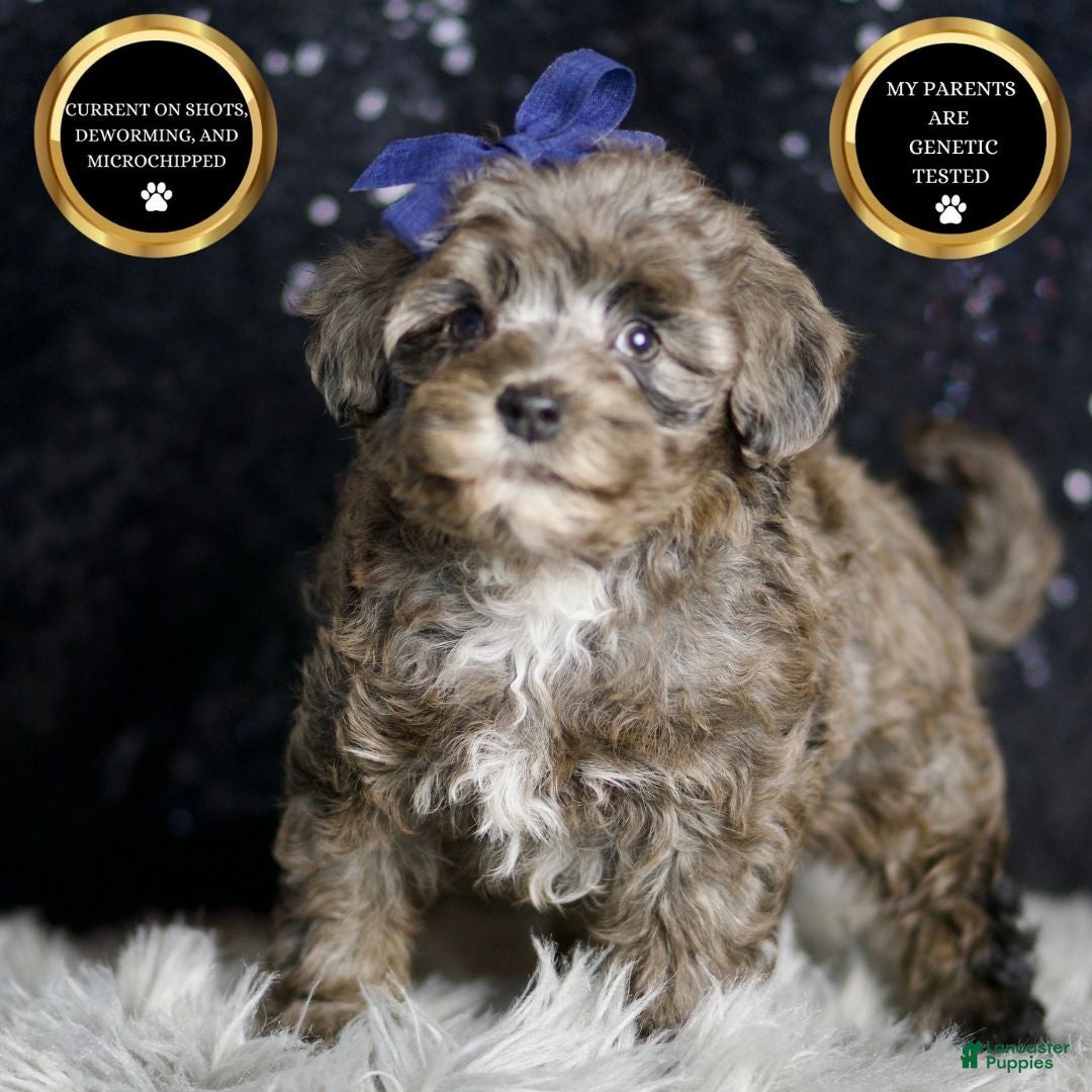 Maltipoo dogs for sale: Prince - Ad 8