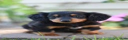 Miniature Dachshund dogs for sale: Shelby - Ad 1