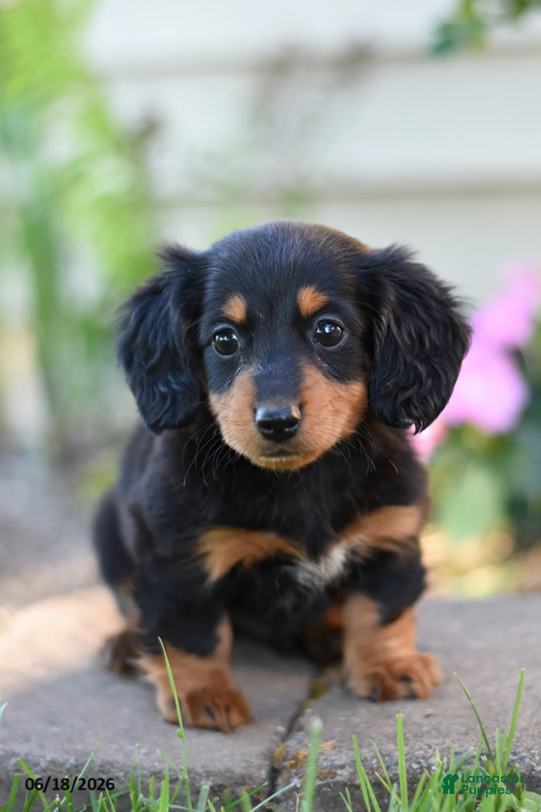 Miniature Dachshund dogs for sale: Shelby - Ad 1