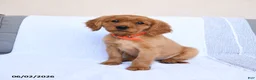 Miniature Golden Retriever dogs for sale: Bingo - Ad 3