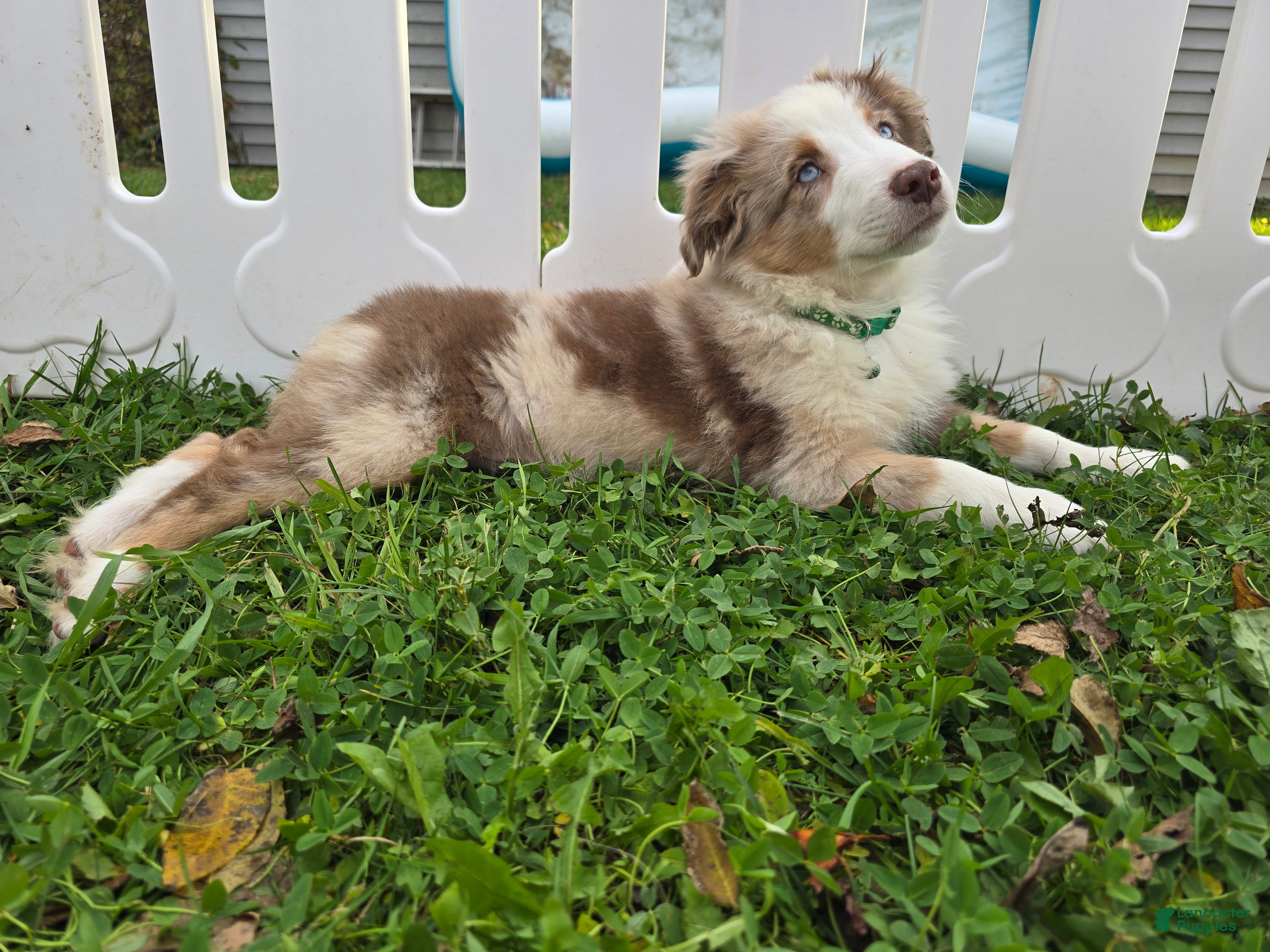 Toy Australian Shepherd dogs for sale: Boy 2 - Ad 1