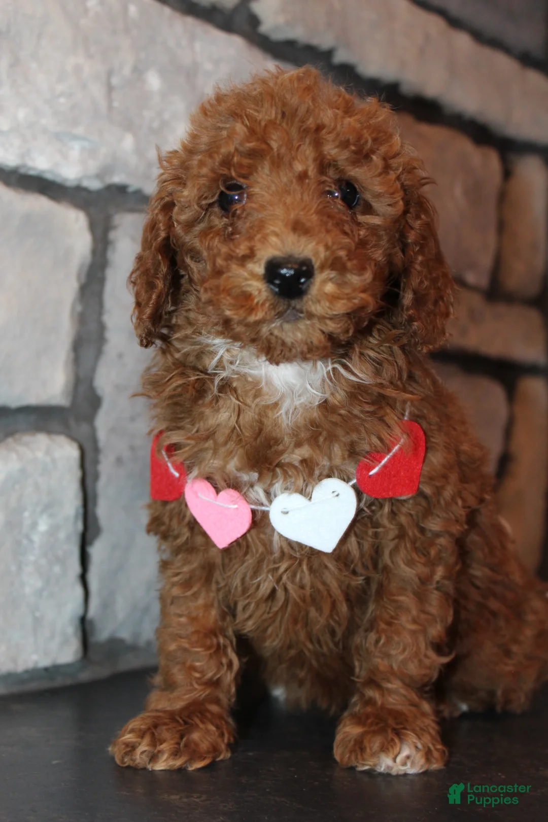 Miniature Poodle dogs for sale: AKC Piper - Ad 10