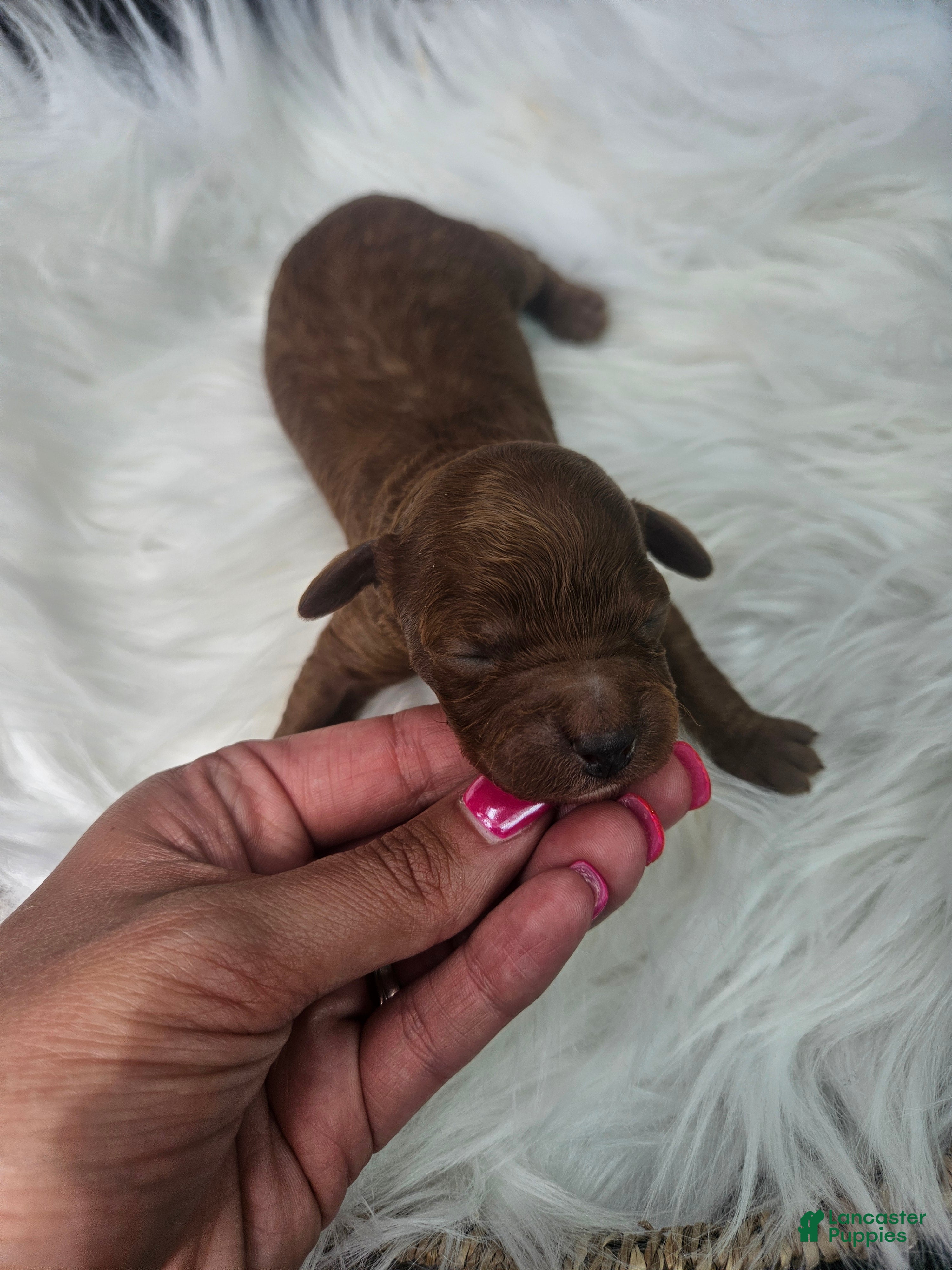 Cavapoo dogs Silas - Ad 38
