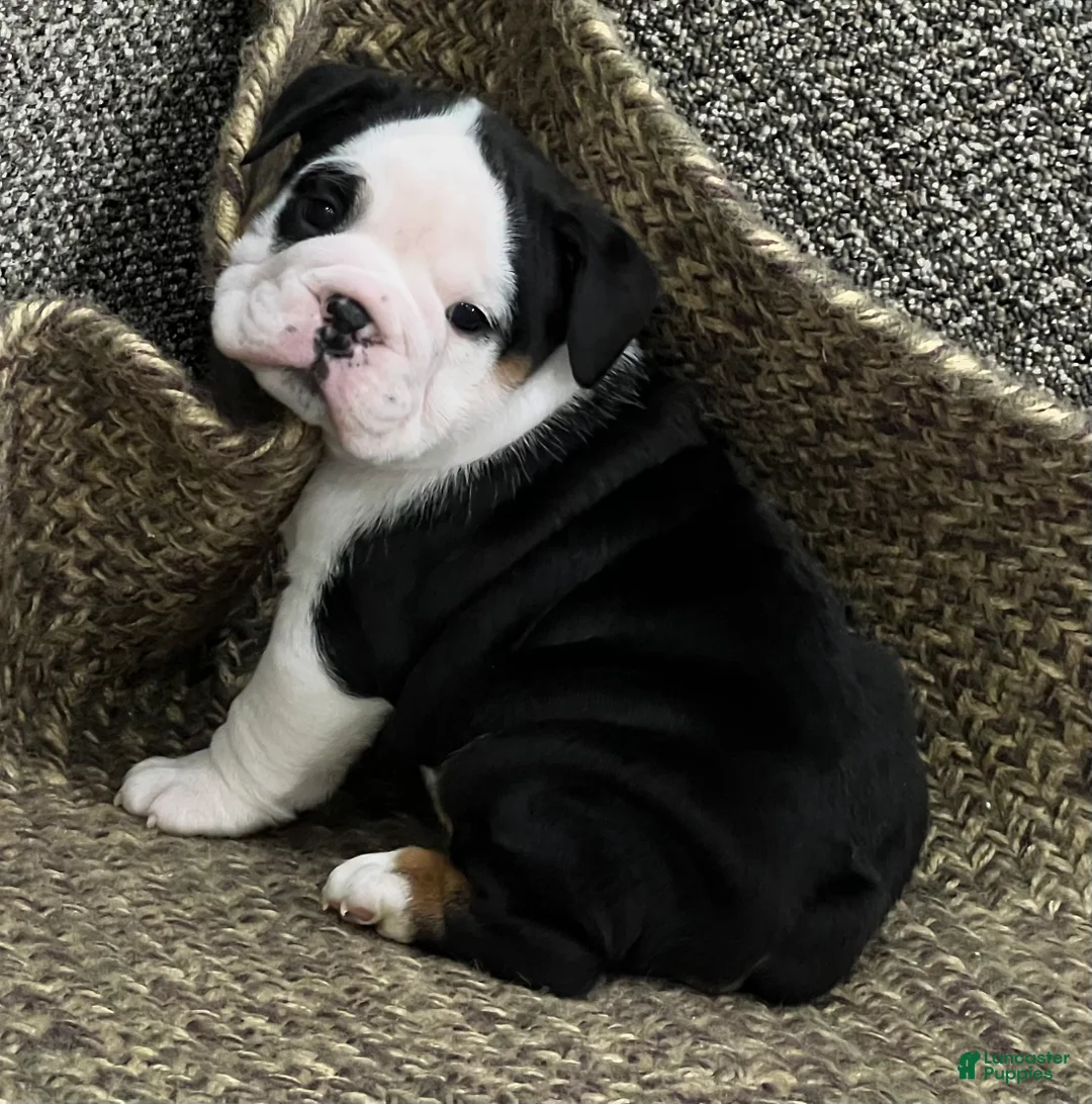 English Bulldog dogs for sale: Valentine  - Ad 4