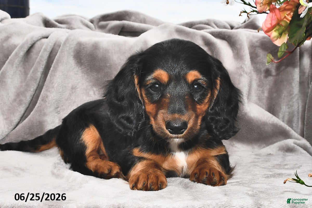 Miniature Dachshund dogs Millie - Ad 1