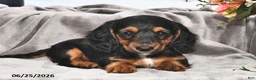 Miniature Dachshund dogs for sale: Millie - Ad 1