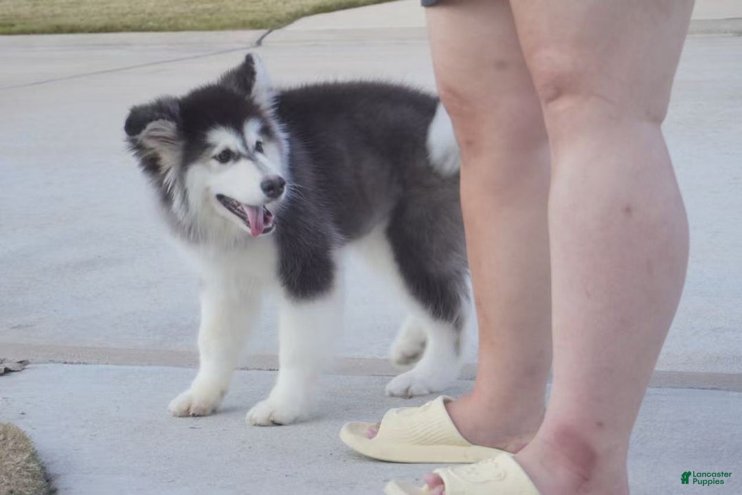 Alaskan Malamute dogs for sale: Xiao Hong - Ad 25