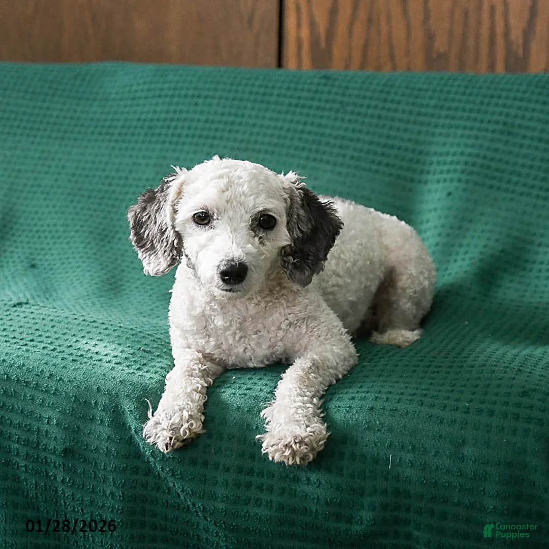 Maltipoo dogs for sale: Khloe - Ad 4