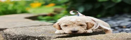 Mini Goldendoodle dogs for sale: Paddington - Ad 8
