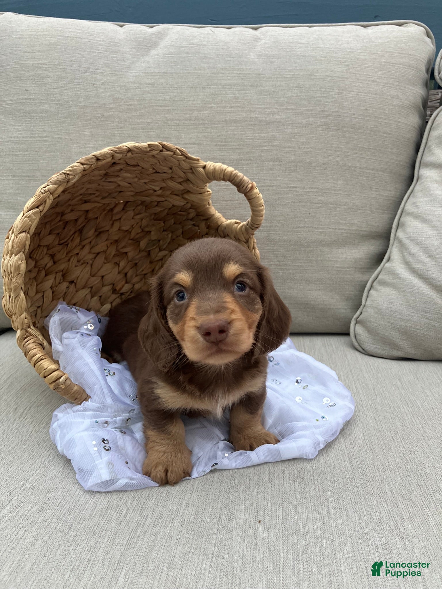 Miniature Dachshund dogs for sale: Charlie  - Ad 3