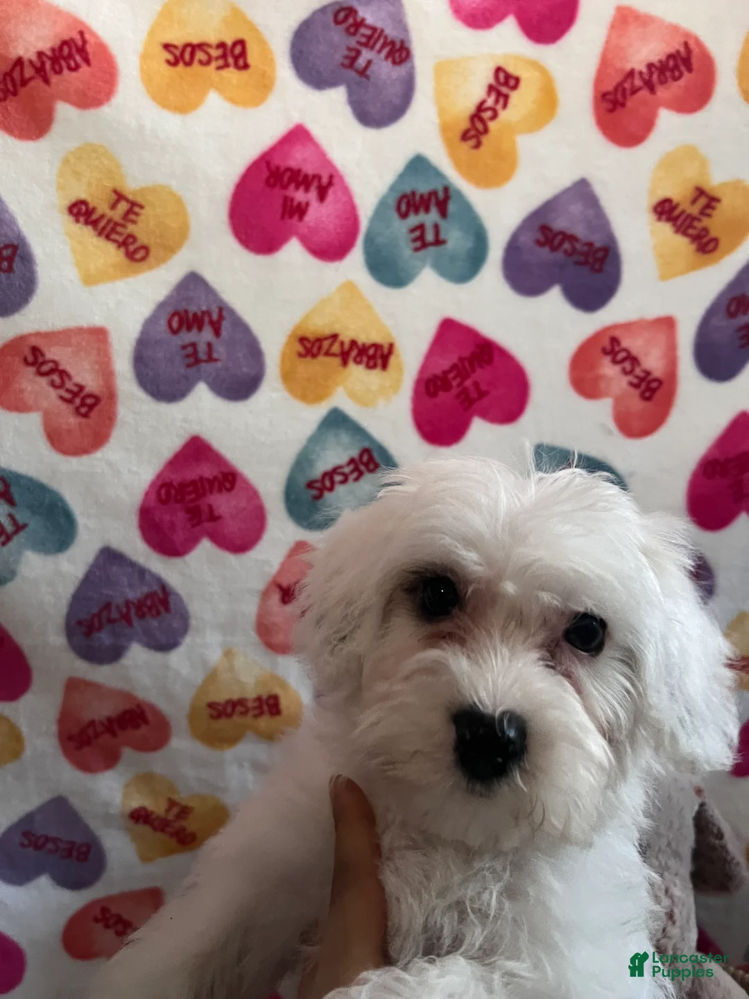 Yochon dogs for sale: Rick - Ad 2