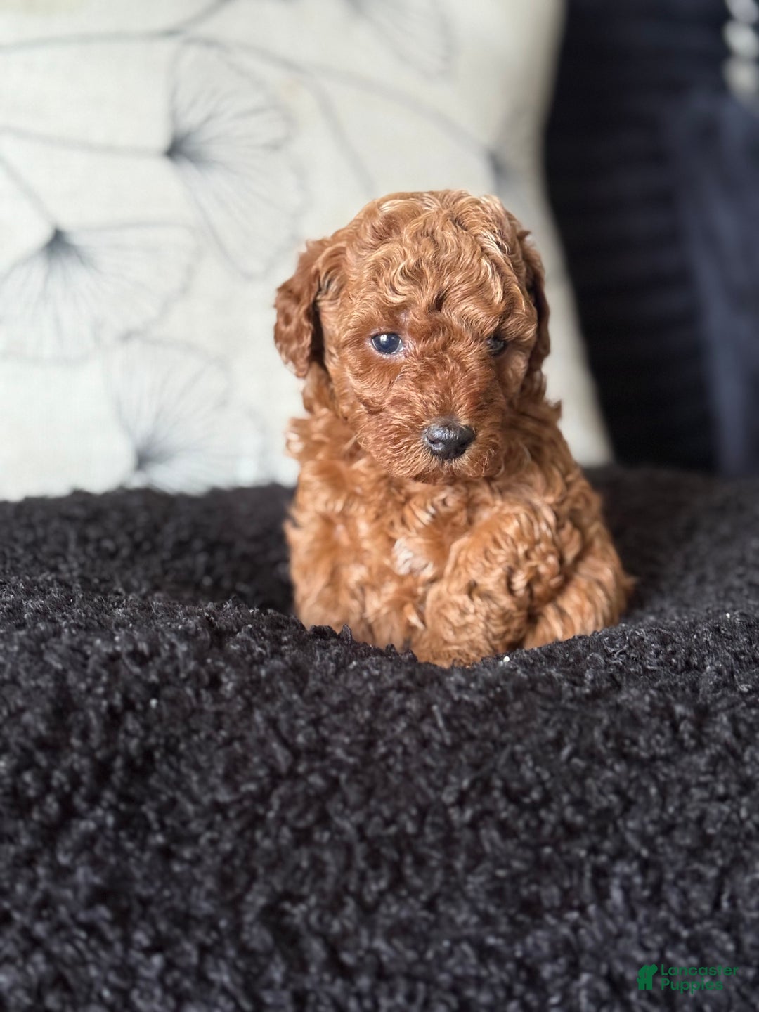 Toy Poodle dogs for sale: Toy Poodle Puppy 2 - Ad 3