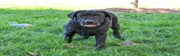 Labrador Retriever dogs for sale: Shawn - Ad 4