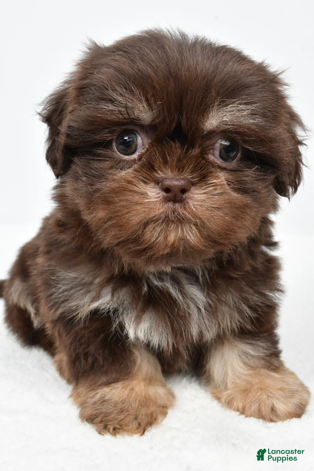 Teddy Bear dogs for sale: Diesel - Ad 2