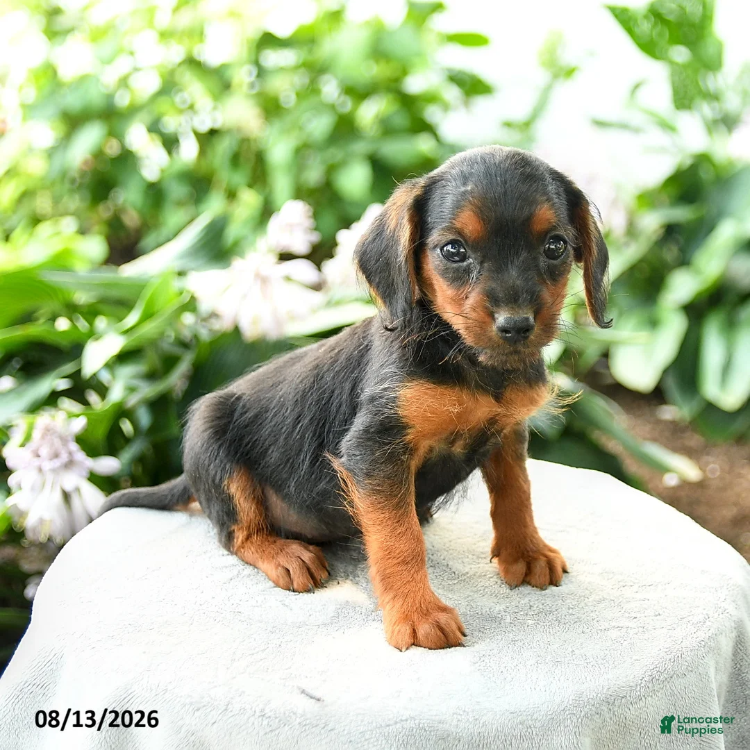 Yorkiepoo dogs for sale: Priya - Ad 1