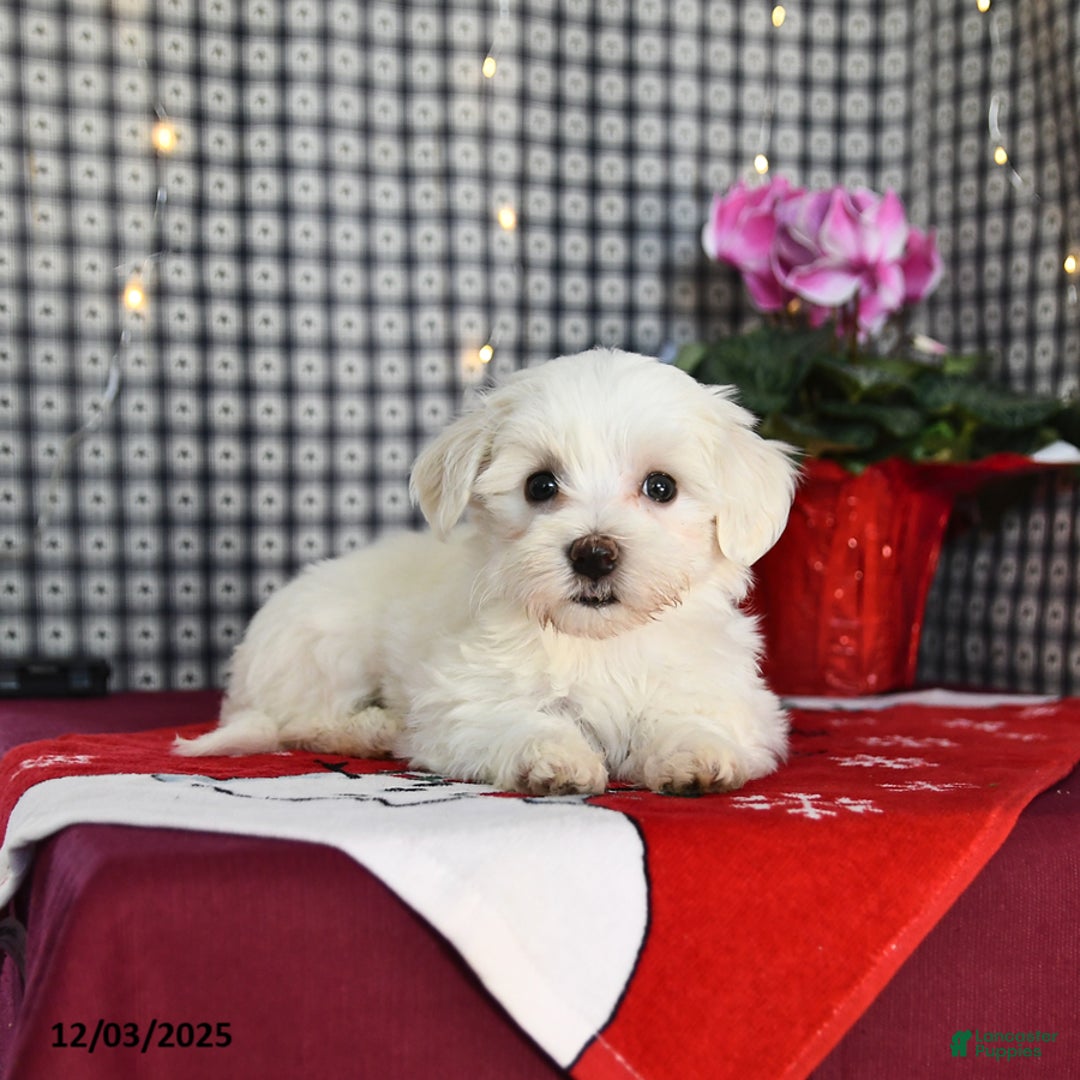 Morkie dogs for sale: Timothy - Ad 4
