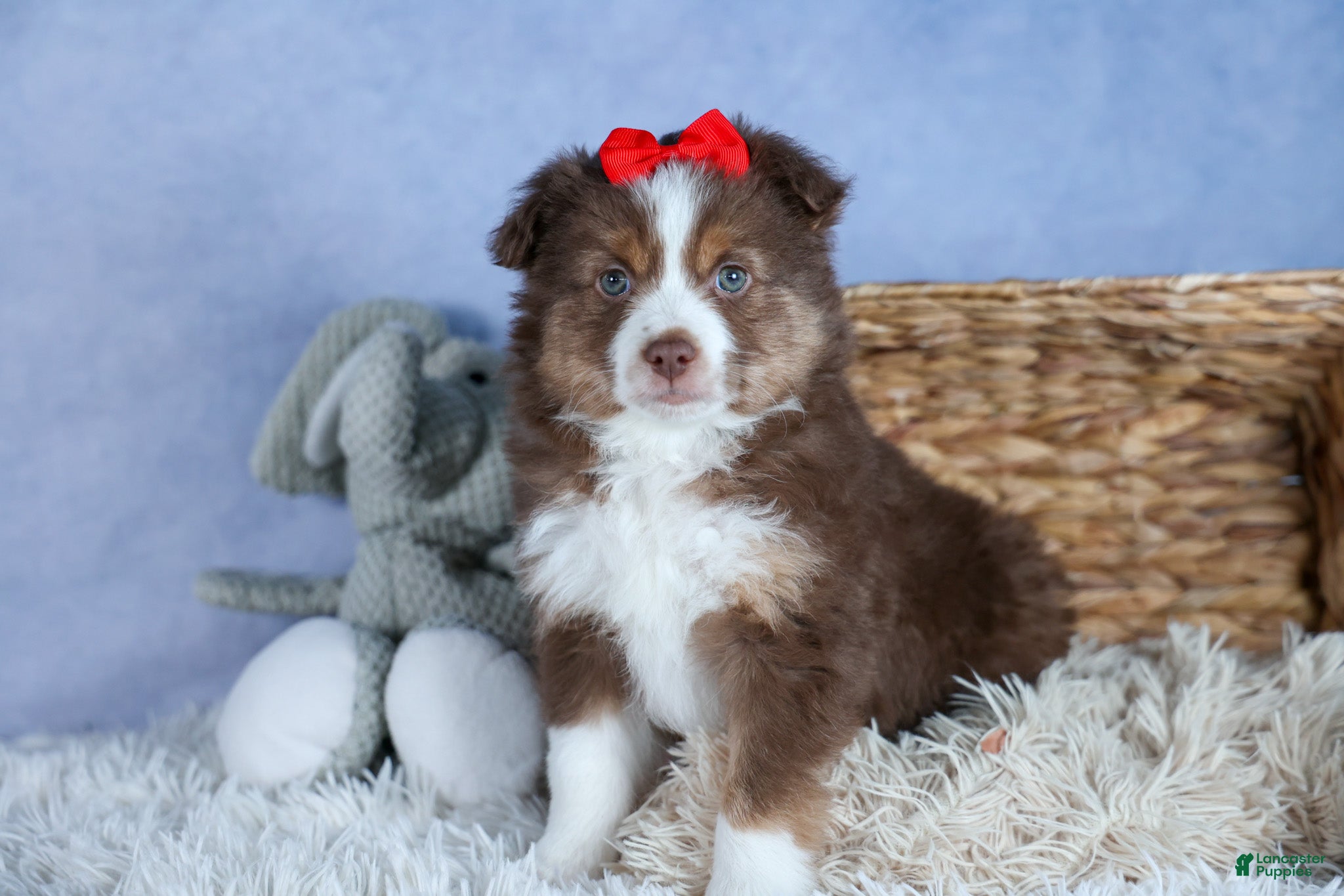 Miniature Australian Shepherd dogs ELVIS - Ad 1